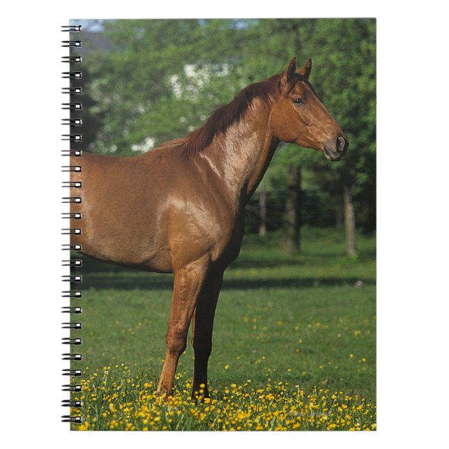 Thoroughbredhäst i blommor anteckningsbok med spiral (Framsidan)