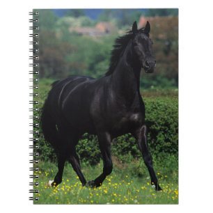 Thoroughbredhästar i blommafält anteckningsbok