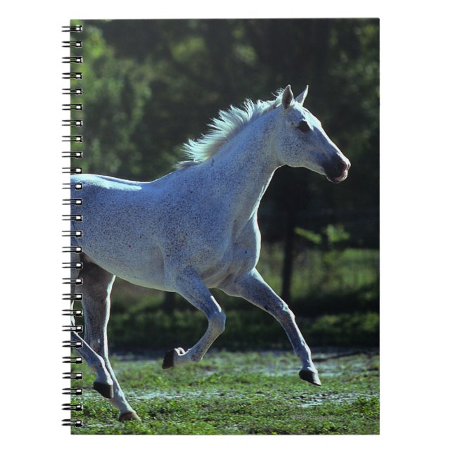 Thoroughbredhingstspring Anteckningsbok (Framsidan)