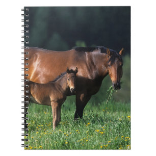 ThoroughbredMare & föl 1 Anteckningsbok Med Spiral