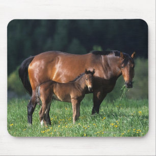 ThoroughbredMare & föl 1 Musmatta
