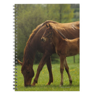 ThoroughbredMare & föl 2 Anteckningsbok Med Spiral