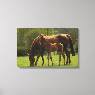 ThoroughbredMare & föl 2 Canvastryck