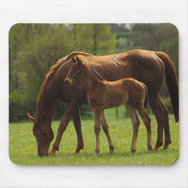ThoroughbredMare & föl 2 Musmatta (Framsidan)