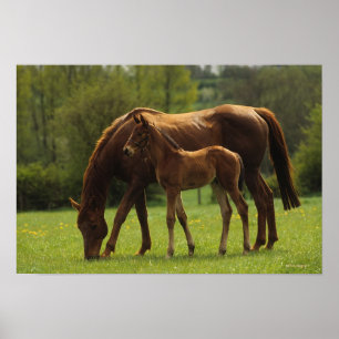 ThoroughbredMare & föl 2 Poster