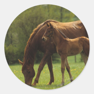 ThoroughbredMare & föl 2 Runt Klistermärke