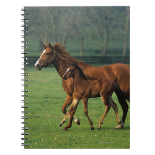ThoroughbredMare & föl 3 Anteckningsbok Med Spiral