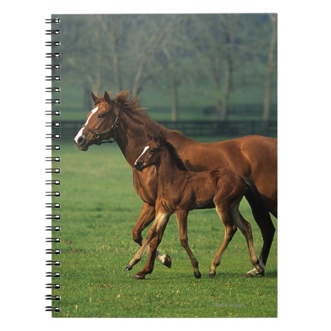 ThoroughbredMare & föl 3 Anteckningsbok Med Spiral (Framsidan)