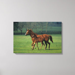 ThoroughbredMare & föl 3 Canvastryck