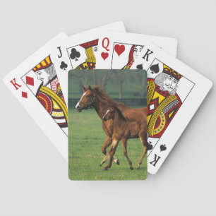 ThoroughbredMare & föl 3 Casinokort