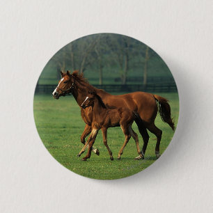 ThoroughbredMare & föl 3 Knapp