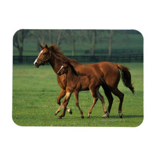 ThoroughbredMare & föl 3 Magnet