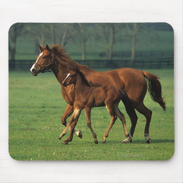 ThoroughbredMare & föl 3 Musmatta (Framsidan)