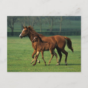 ThoroughbredMare & föl 3 Vykort