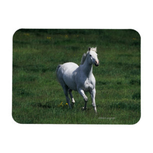 ThoroughbredMare Magnet