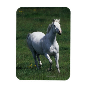 ThoroughbredMare Magnet