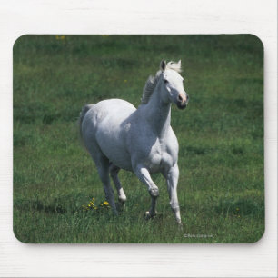 ThoroughbredMare Musmatta