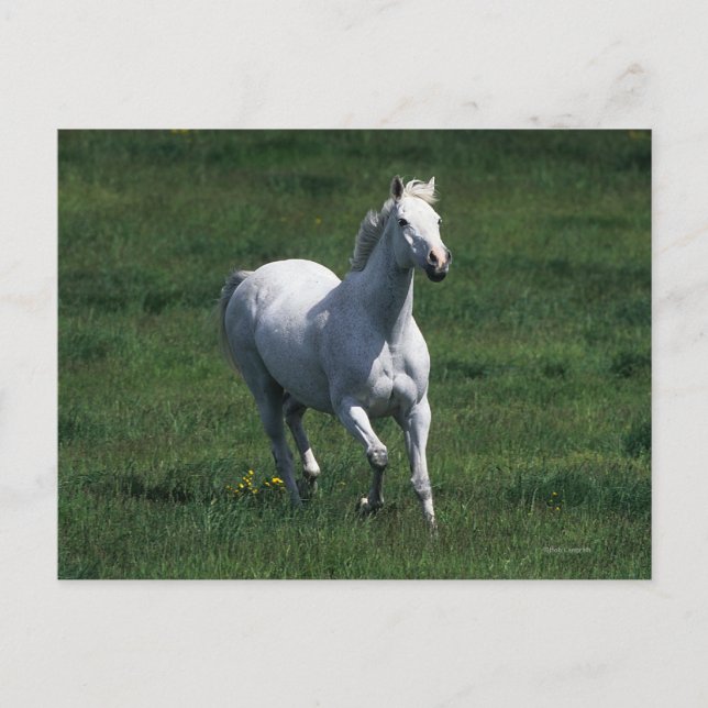 ThoroughbredMare Vykort (Framsida)