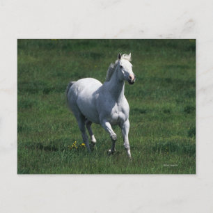ThoroughbredMare Vykort