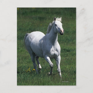 ThoroughbredMare Vykort