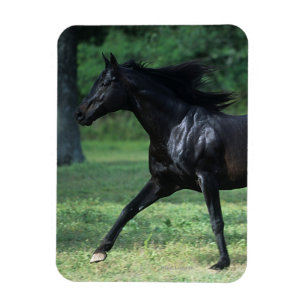 Thoroughbredspring Magnet