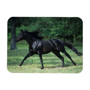 Thoroughbredspring Magnet
