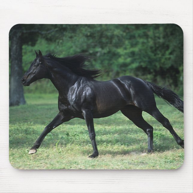 Thoroughbredspring Musmatta (Framsidan)