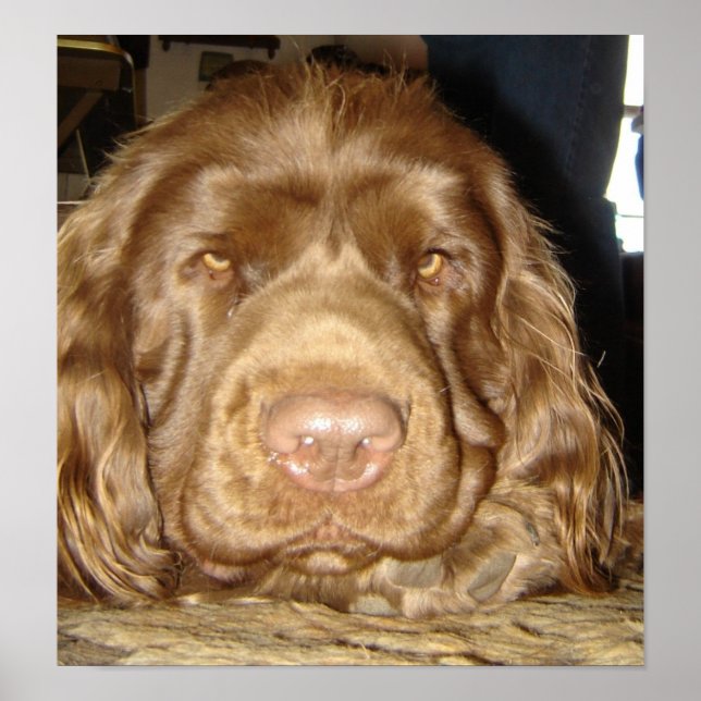 THOUGHTFUL SUSSEX POSTER (Framsidan)