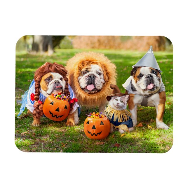 Three Bulldogs in Costumes Magnet (Horisontell)