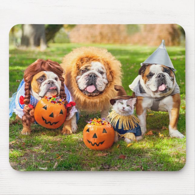 Three Bulldogs in Costumes Musmatta (Framsidan)
