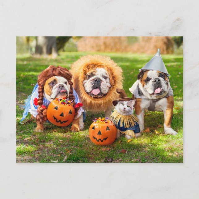 Three Bulldogs in Costumes Vykort (Framsida)