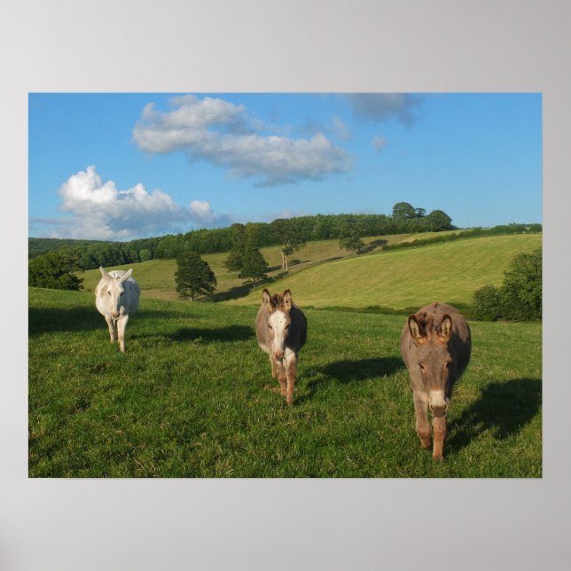 Three Donkeys in a Field Photograph Poster (Framsidan)