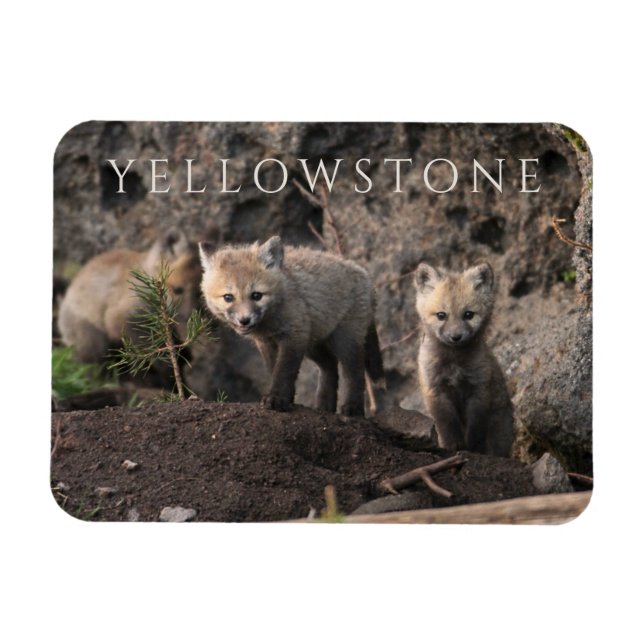 Three Fox Unge, Yellowstone National Park, Wyoming Magnet (Horisontell)