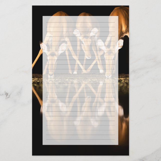 Three Impala Drink Together at Night Brevpapper (Framsida)