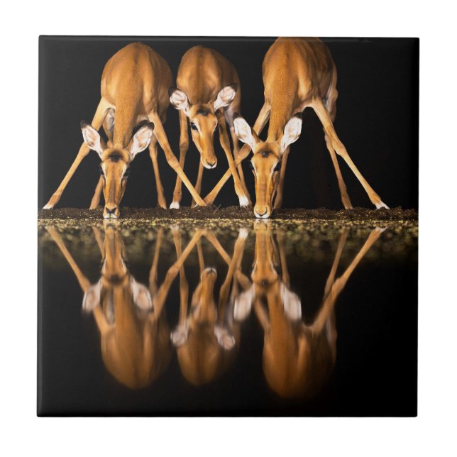 Three Impala Drink Together at Night Kakelplatta (Framsidan)