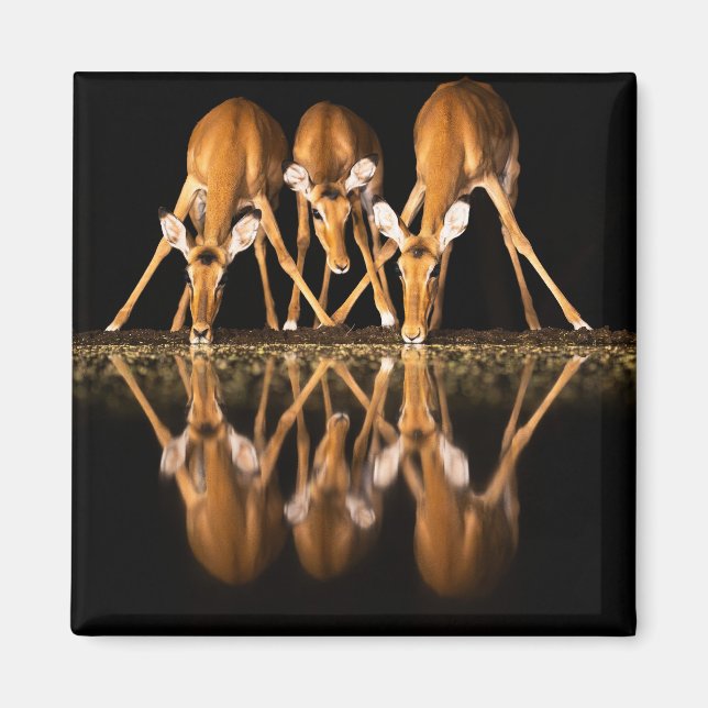 Three Impala Drink Together at Night Magnet (Framsidan)