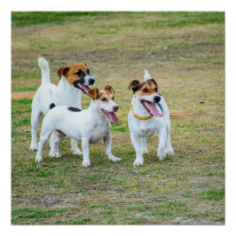 Three Jack Russell Terriers Playing Perfect Poster