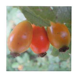 Three orange rosehips kakelplatta