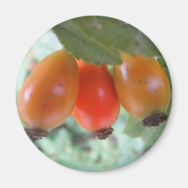Three orange rosehips magnet (Framsidan)