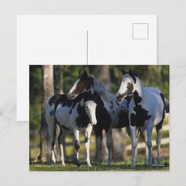 Three Paint Horses Standing Together Vykort (Fram/baksida)