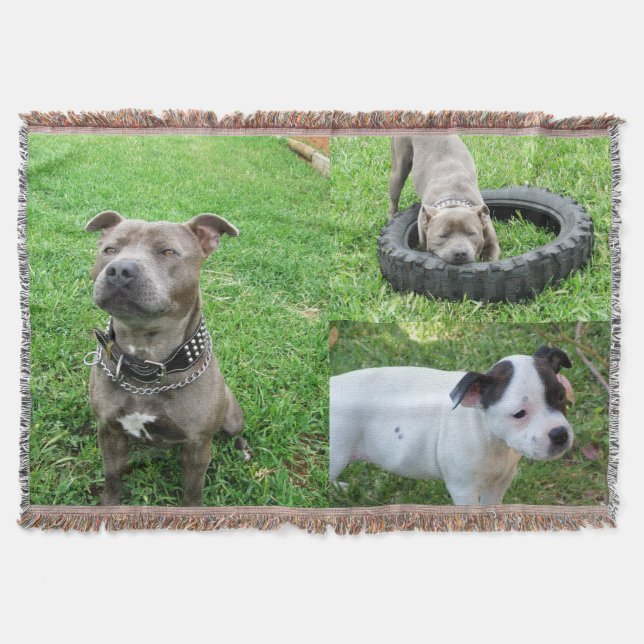 Three Stafford Bull Terriers, Throw Blanket Filt (Framsidan)