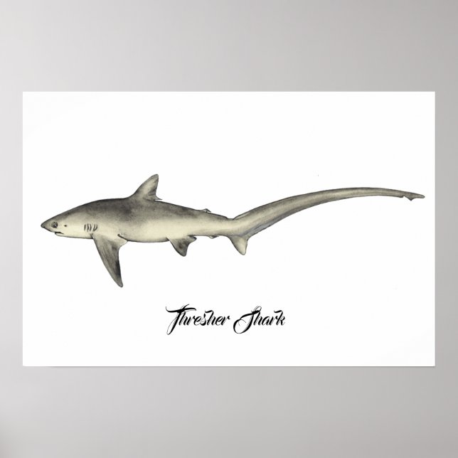 Thresher Shark Poster (Framsidan)