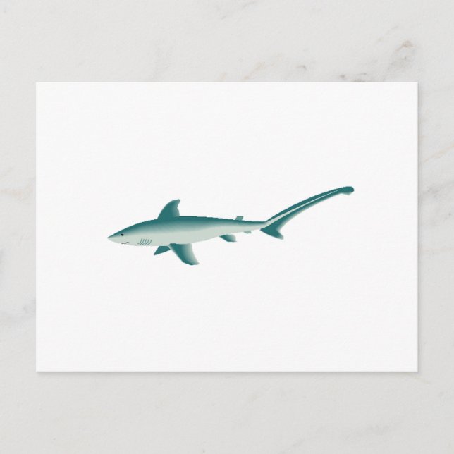 Thresher Shark Vykort (Framsida)