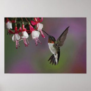 Throated Hummingbird för Male Ruby, Archilochus Poster
