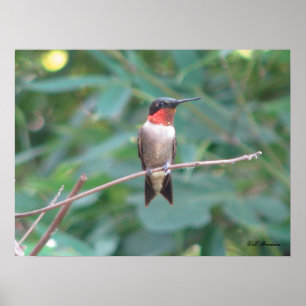 Throated Hummingbird för Male Ruby Poster