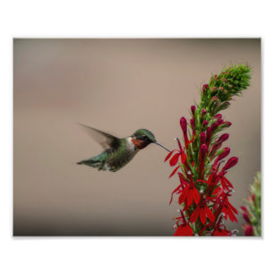 THROATED HUMMINGBIRD FÖR RUBY FOTOTRYCK
