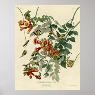 Throated Hummingbird för Ruby Poster