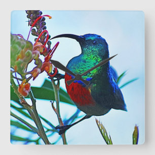 Throated Hummingbirdruby Fyrkantig Klocka