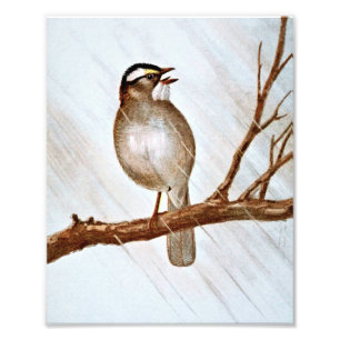 Throated Sparrow för vit Fototryck