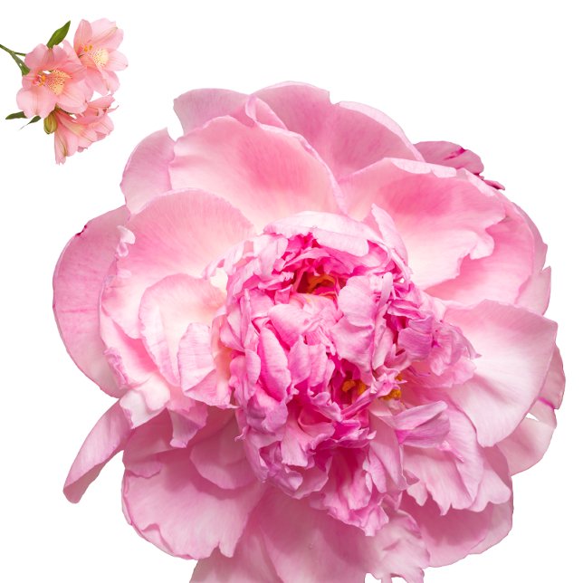 Throw Pillow Kudde (Nice pillow
https://www.zazzle.com/throw_pillow-256753760146163943)